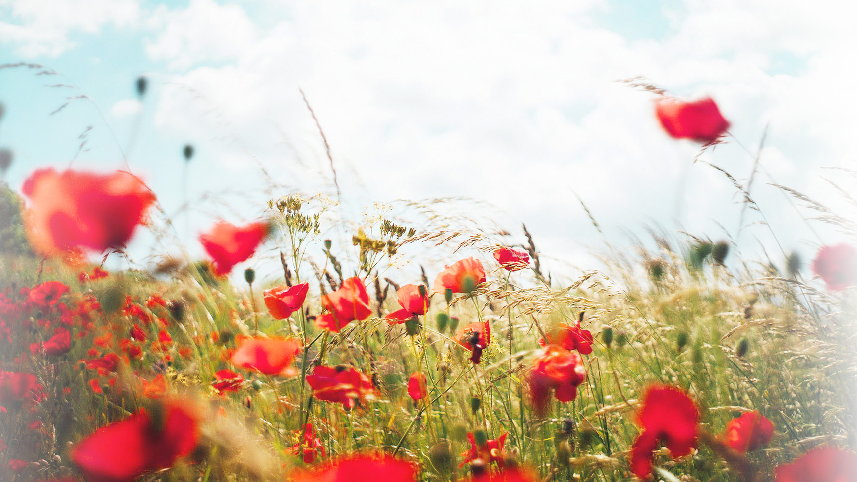 Herosection_dreamy-Mohnblumen_1728x972