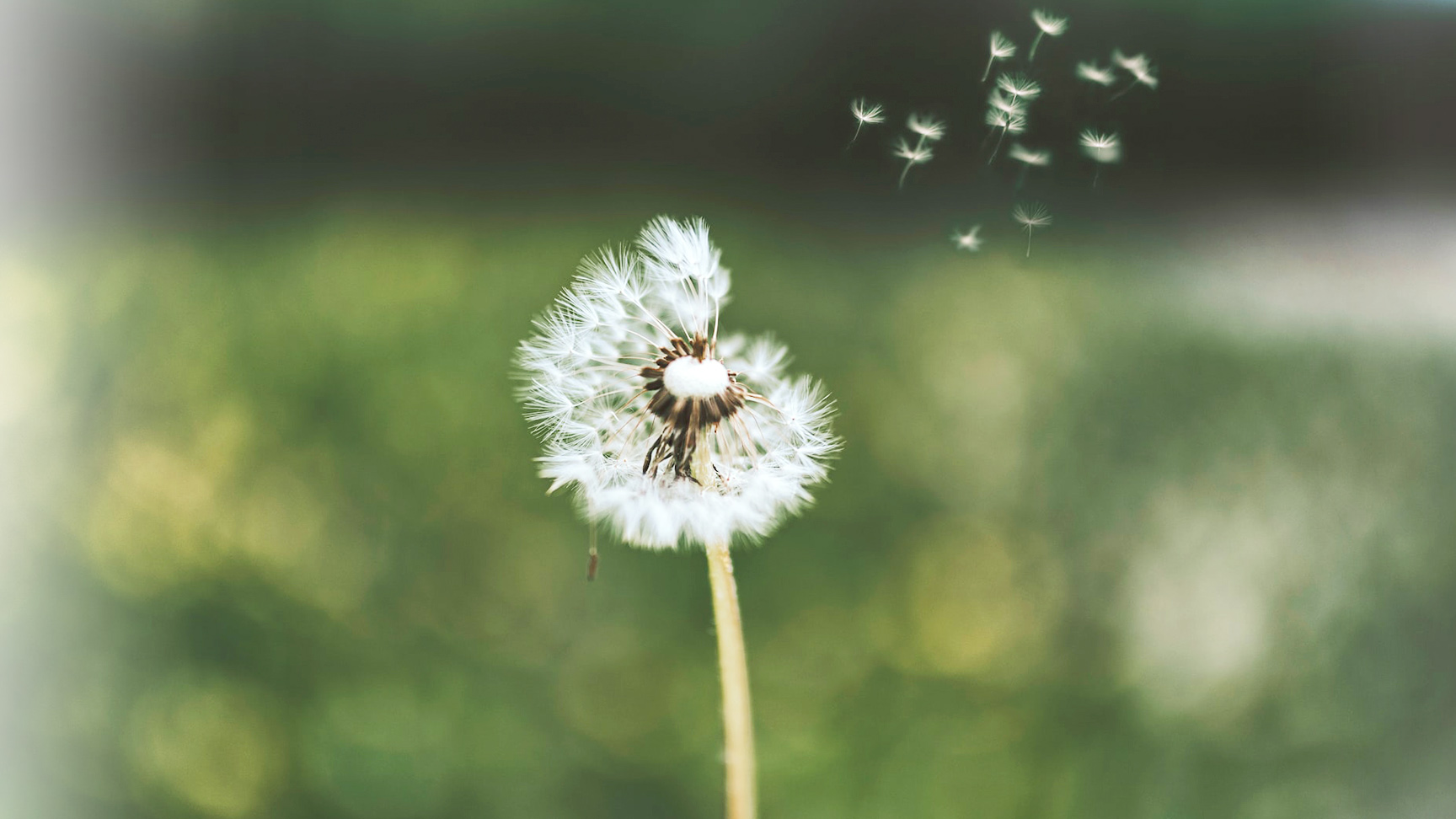 Pusteblume-n